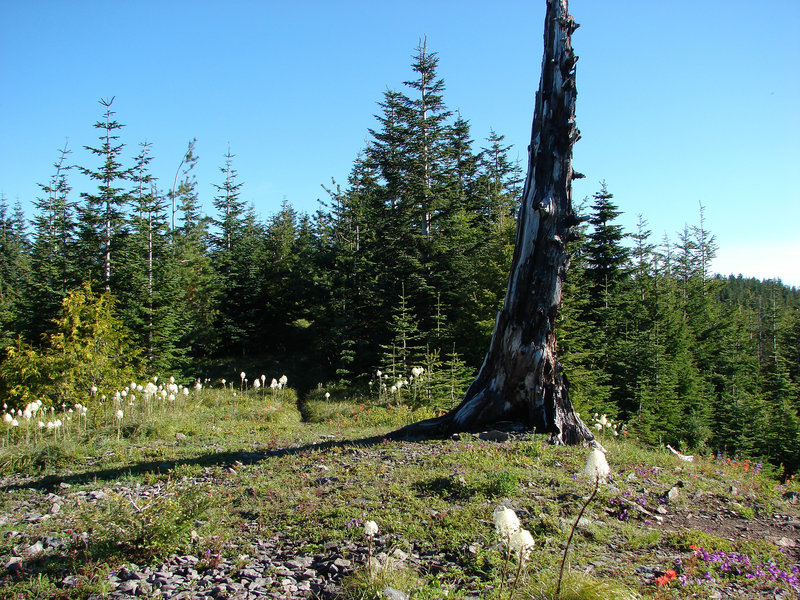 The bench off to the left offers a stunning view of this snag, Mt. Hood, and the Salmon-Huckleberry Wilderness. Photo by Yunkette.