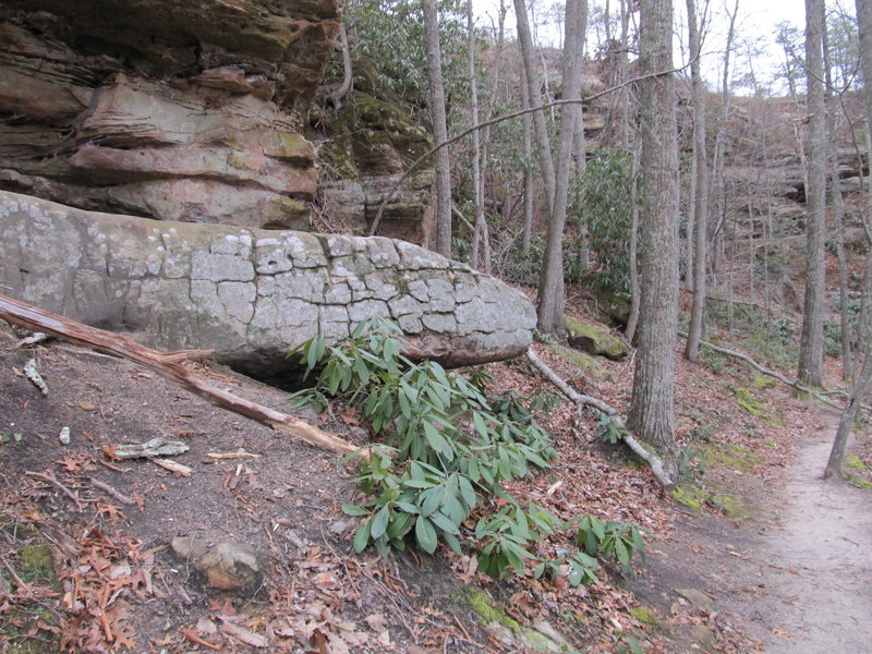 Serpent Rock (spot the "forked" tongue) lives on the trail right behind Double Arch.