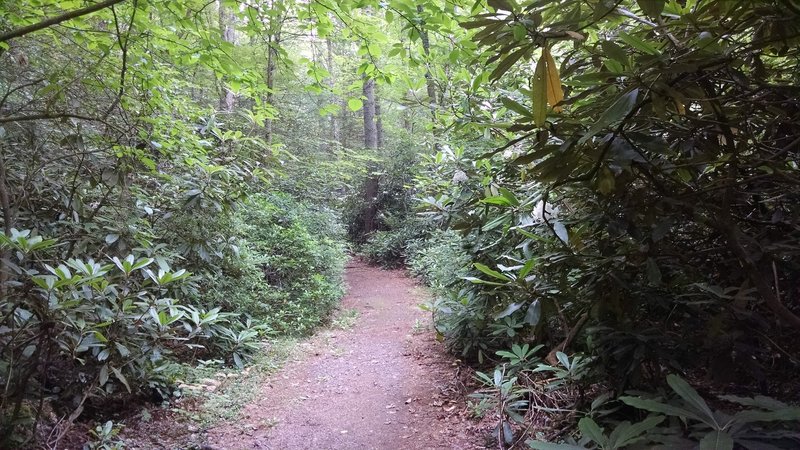 Rhododendron bushes line the trail at the start of the hike.