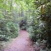 Rhododendron bushes line the trail at the start of the hike.