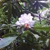 A rhododendron flower bursts into bloom in Little Beaver State Park.