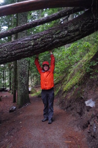 The Little Zigzag Falls Trail #795C is accessible most of the winter.