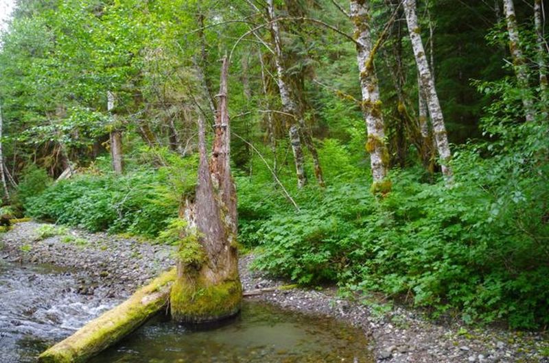 This tree was once buried by pyroclastic flows when Mt. Hood erupted around 1780.  Photo by John Sparks.