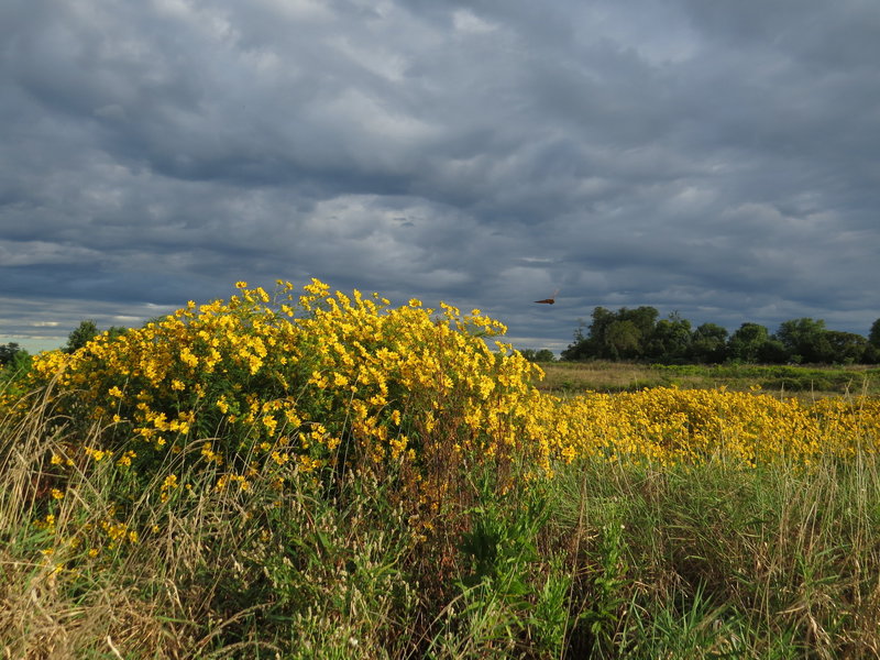 Late summer wildflowers grace the Chestnut Grove Natural Area.