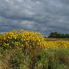 Late summer wildflowers grace the Chestnut Grove Natural Area.