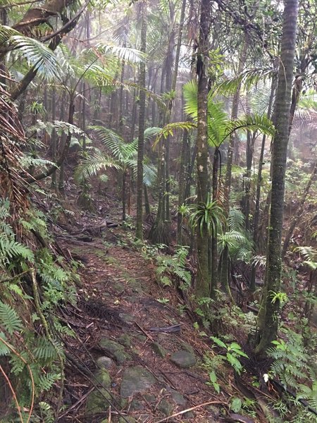 Hiking on the Tradewinds Trail offers a wonderful tropical experience.