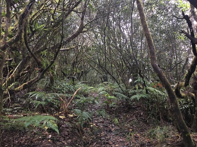 The Tradewinds Trail traverses a dwarf forest ecosystem along its route.