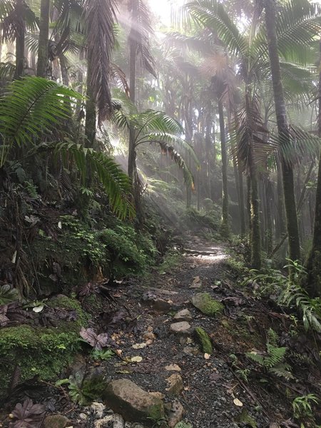 The El Yunque Trail travels through lush jungle on its way to El Yunque Peak.