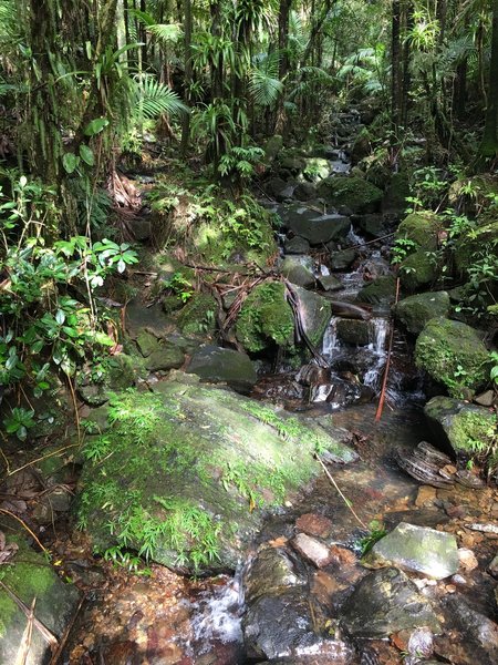 Multiple waterfalls have been known to grace the El Yunque Trail at any given time.