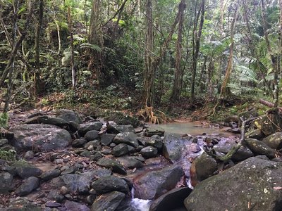 A stream comes just before a small bridge on the Angelito Trail.
