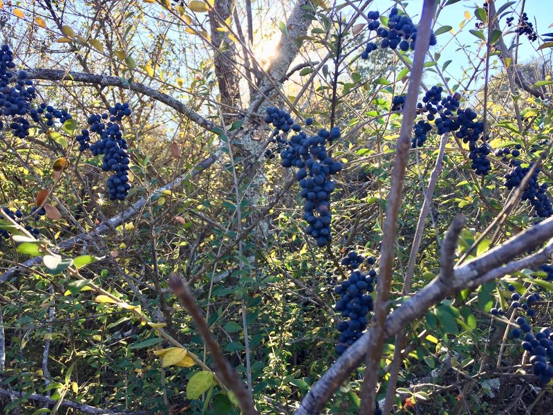 Berries are abundant along the trail. I'm not sure which type - do you know? Leave your comments below.