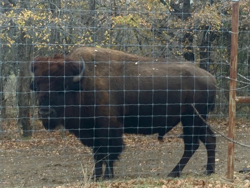 A bison says "hello" at the Fort Worth Nature Center & Refuge.