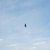 An eagle soars above the Mississippi River on the Hanging Rock Trail.