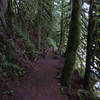 The Old Salmon River Trail #742A hosts several bridges over tributaries and a few rock-hopping crossings. Photo by Yunkette.