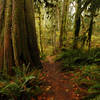 Large western red cedars are found along this trail. Some have fallen over in the last few years. Photo by USFS.