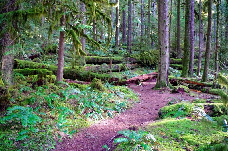 Moss covering the ground and the many down logs is a key component to old-growth forests.