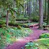 Moss covering the ground and the many down logs is a key component to old-growth forests.