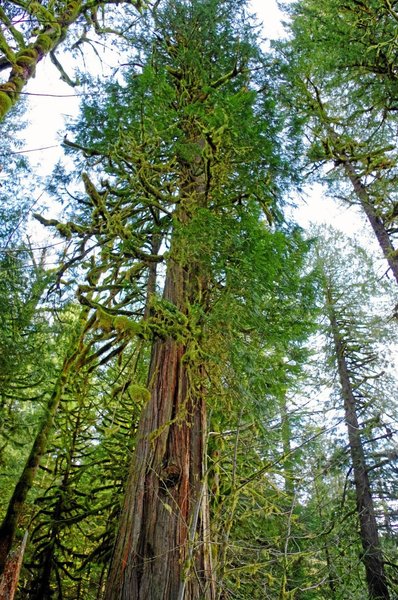 Large western red cedars along the Salmon River are hundreds of years old and often have fire scars. Photo by Gene Blick.