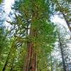 Large western red cedars along the Salmon River are hundreds of years old and often have fire scars. Photo by Gene Blick.