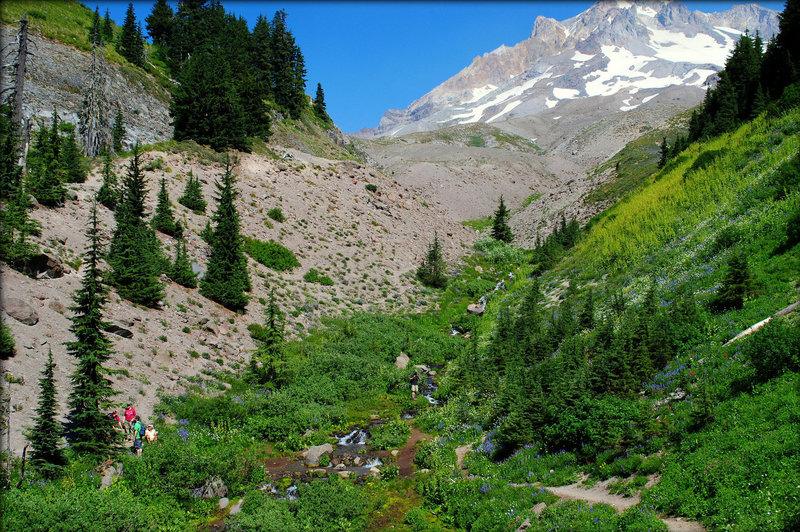 The stream crossings usually have even more wildflowers than the other areas. Photo by Ethan Douglass.