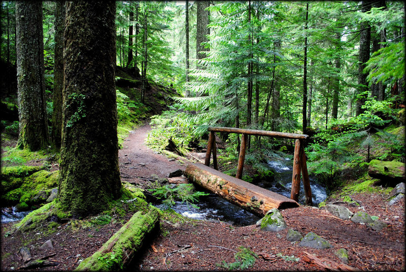 The bridge below Ramona Falls offers easy passage over the creek underfoot. Ramona Falls Trail comprises the wet side of the Ramona Falls Loop, making it a great choice on a hot day. Photo by Ethan Douglass.