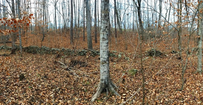 An old stone wall marks a bygone property line from when this area was once agricultural land.