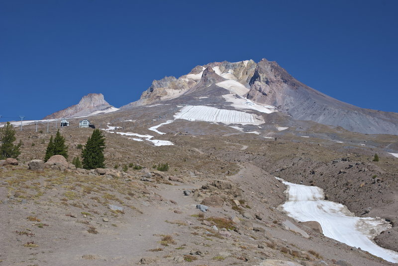 A final grouping of trees marks the transition above timberline on Mount Hood.