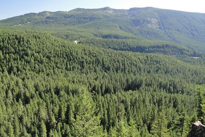 This is one of the few vistas available from Paradise Park Trail for the first six miles of Tom Dick and Harry Ridge in the Salmon-Huckleberry Wilderness.