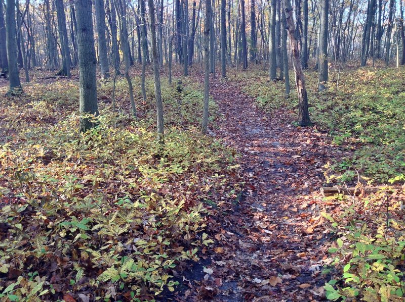 Cheesequake State Park offers beautiful deciduous forests along the Yellow Trail.