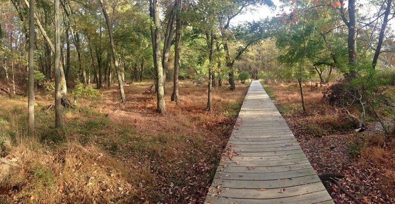 A boardwalk traverses dense hardwood forests on the Green Trail in Cheesequake State Park.