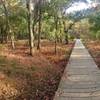 A boardwalk traverses dense hardwood forests on the Green Trail in Cheesequake State Park.