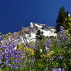 The wildflower show begins at the junction of Paradise Trail #778 and Paradise Park Loop Trail #757. Photo by Guy Meacham.