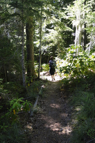 Paradise Park Trail is a long, steady, 6-mile trail to the wildflower meadows on the upper flanks of Mt. Hood. Photo by Guy Meacham.