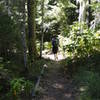 Paradise Park Trail is a long, steady, 6-mile trail to the wildflower meadows on the upper flanks of Mt. Hood. Photo by Guy Meacham.