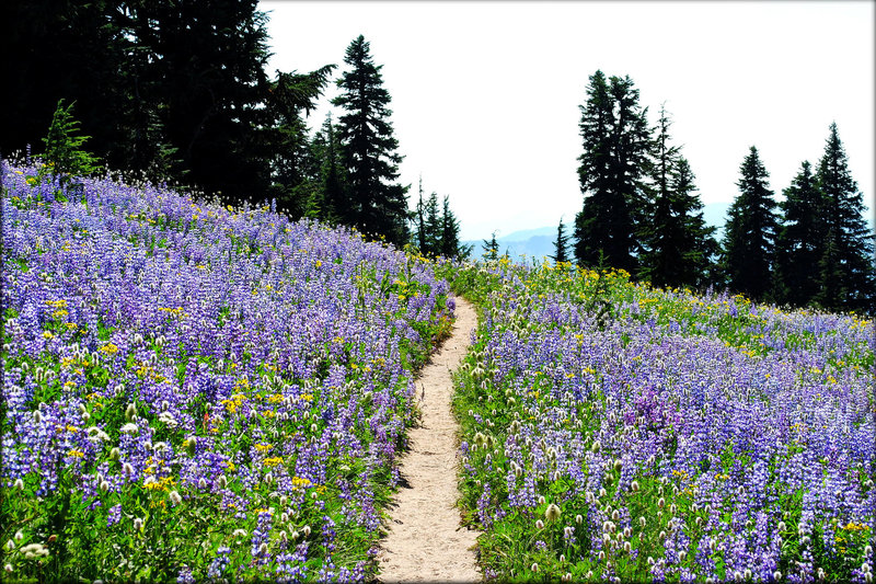 Lupine meadows peppered with Indian paintbrush, western pasqueflower, penstemon and many other wildflowers surround the Paradise Park Loop Trail. Photo by Ethan Douglass.