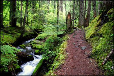 The wet side of Ramona Falls Loop is much cooler on a warm summer afternoon. Photo by Ethan Douglass.