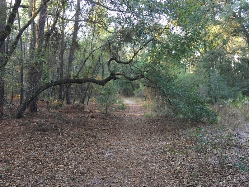 A natural arch adds a special treat on the Big Shoals Trail.