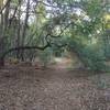 A natural arch adds a special treat on the Big Shoals Trail.