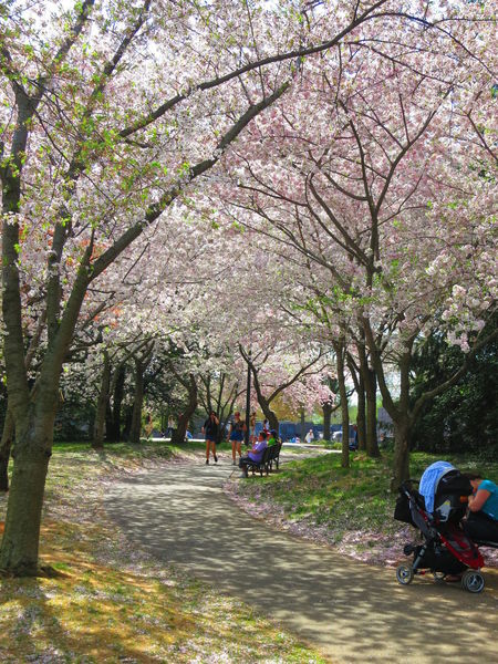 The entire capital, including the Vietnam Memorial, erupts in the bright blossoms of Japanese cherry trees come springtime.