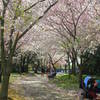 The entire capital, including the Vietnam Memorial, erupts in the bright blossoms of Japanese cherry trees come springtime.