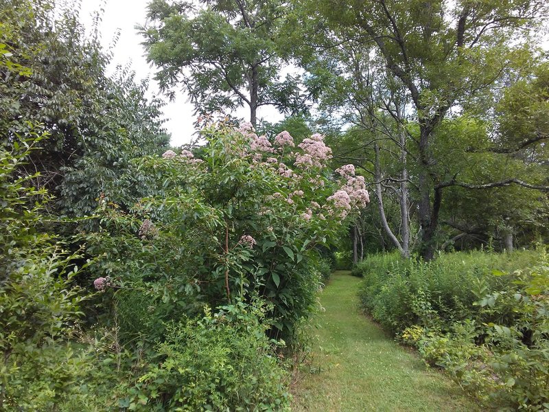 The Meadow Trail remains in bloom late into summer.