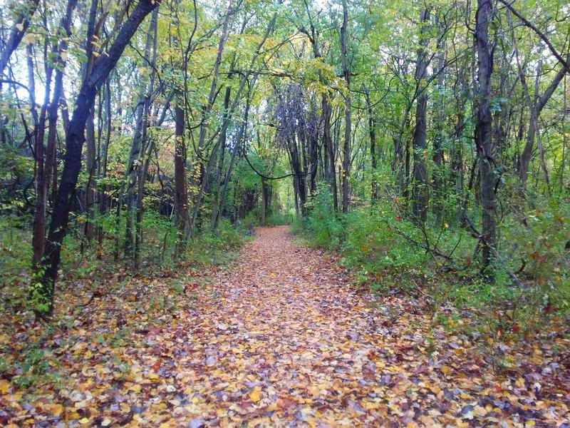 The woodlands are beautiful and draped in leaves in the autumn.