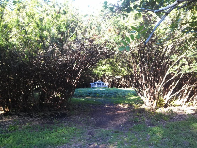 This spot makes for a quiet place to sit in a circle of yew trees.