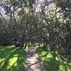 A grove of live oaks shade this section of the Pomo Trail.