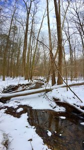 The descent down Piney Mountain Trail offers picturesque woodland views.
