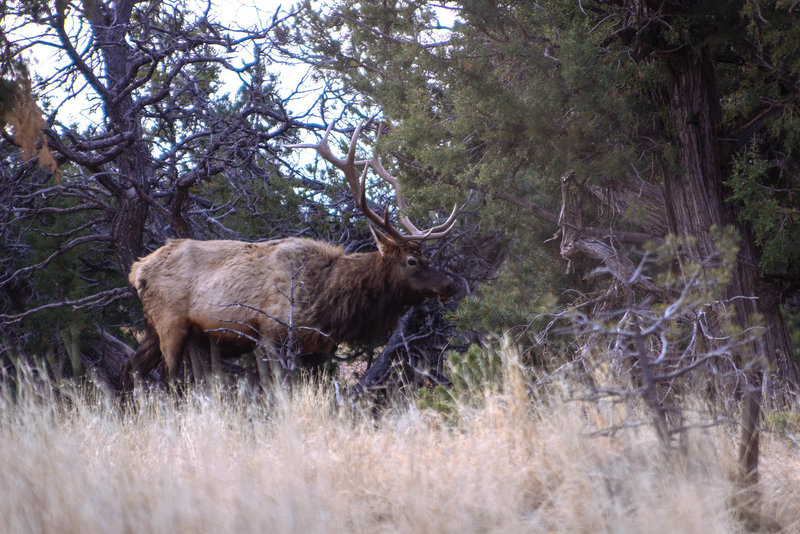 A majestic bull elk trots by the trailhead.