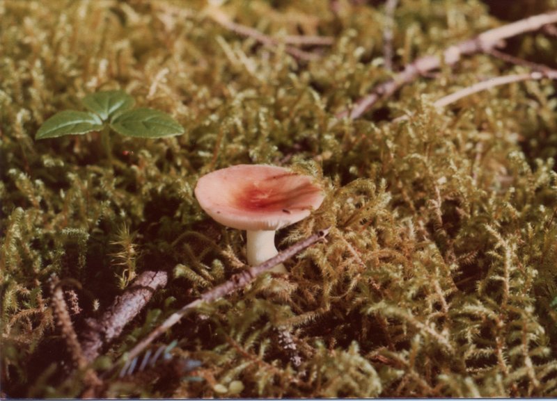 A pink mushroom breaks above the late-August groundcover in the forests of the Bartlett Trail.