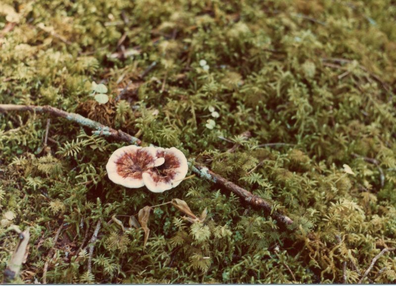 Brown-and-white mushrooms break through the groundcover in late August.