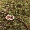 Brown-and-white mushrooms break through the groundcover in late August.