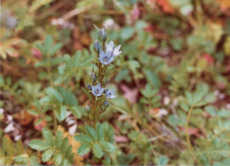 Late-August wildflowers bloom vibrantly along the Bartlett River Trail.